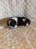 Sailor , a male Shih Tzu for sale in Success, MO – Photo 5 of 6