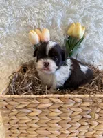 Sailor , a male Shih Tzu for sale in Success, MO – 8 of 10