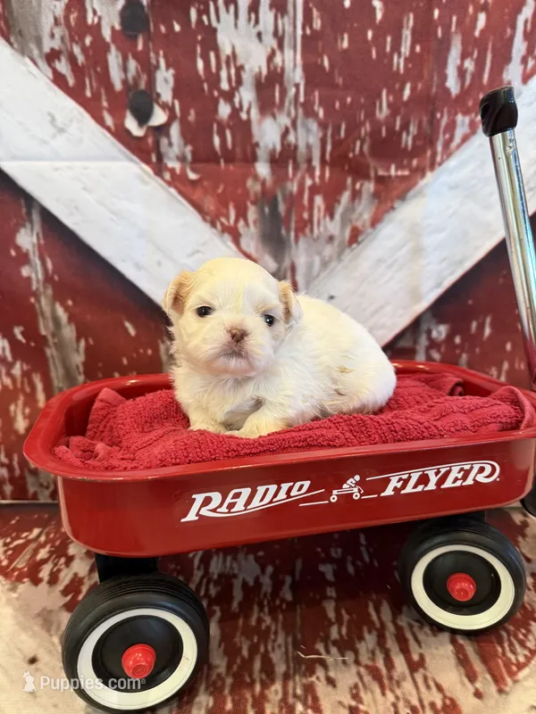 Percy – Shih Tzu puppy for sale in Success, MO