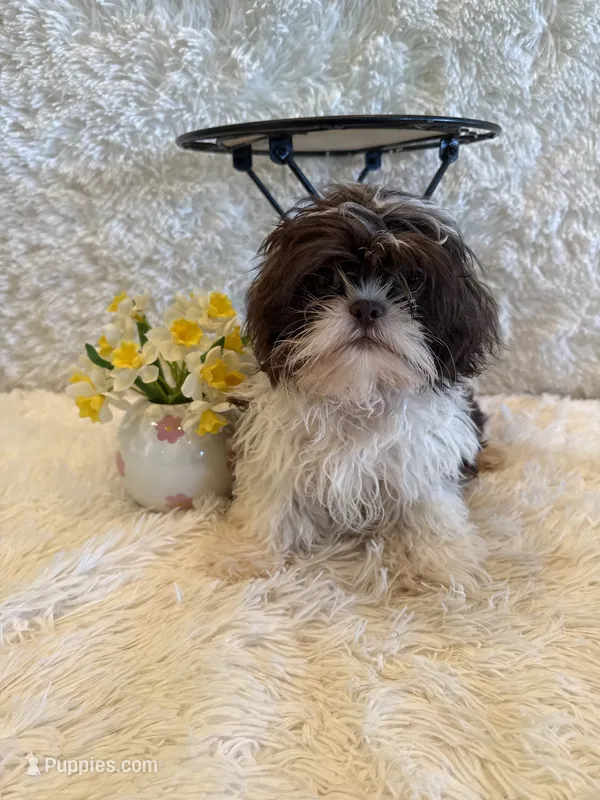 Sailor  – Shih Tzu puppy for sale in Success, MO