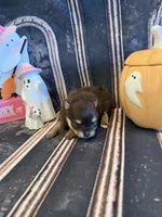 Maple , a female Pomeranian for sale in Success, MO – 6 of 6