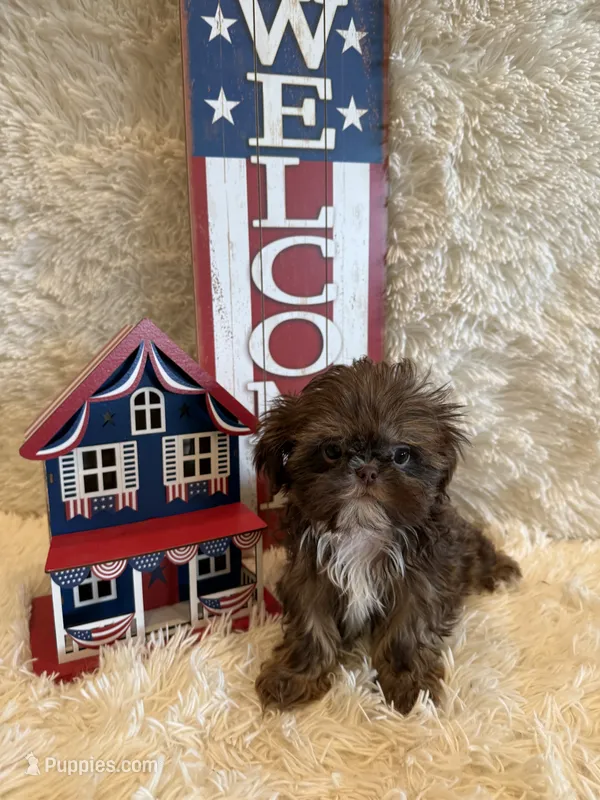 Asher – Shih Tzu puppy for sale in Success, MO