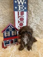 Asher, a male Shih Tzu for sale in Success, MO – 1 of 10