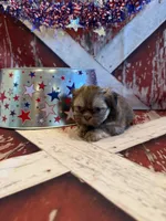 Maria , a female Shih Tzu for sale in Success, MO – 6 of 10
