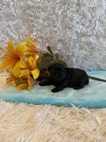 Tate, a male Shih Tzu for sale in Success, MO – 4 of 6