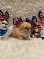Reed, a male Shih Tzu for sale in Success, MO – 6 of 10