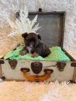 Asher, a male Shih Tzu for sale in Success, MO – 6 of 10
