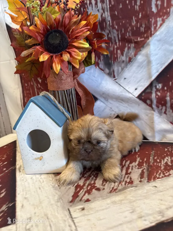 Freddie  – Shih Tzu puppy for sale in Success, MO