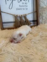 Percy, a female Shih Tzu for sale in Success, MO – 6 of 7