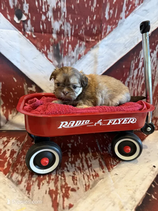 Elise  – Shih Tzu puppy for sale in Success, MO