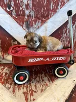 Elise , a female Shih Tzu for sale in Success, MO – 8 of 10