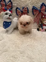 Brook, a male Shih Tzu for sale in Success, MO – 5 of 10