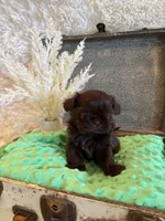 Rosie , a female Shih Tzu for sale in Success, MO – 4 of 10