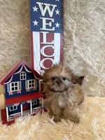 Sparrow, a male Shih Tzu for sale in Success, MO – 4 of 10