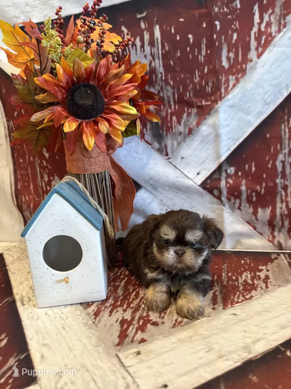 Brayden  – Shih Tzu puppy for sale in Success, MO