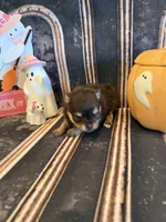 Maple , a female Pomeranian for sale in Success, MO – 5 of 6
