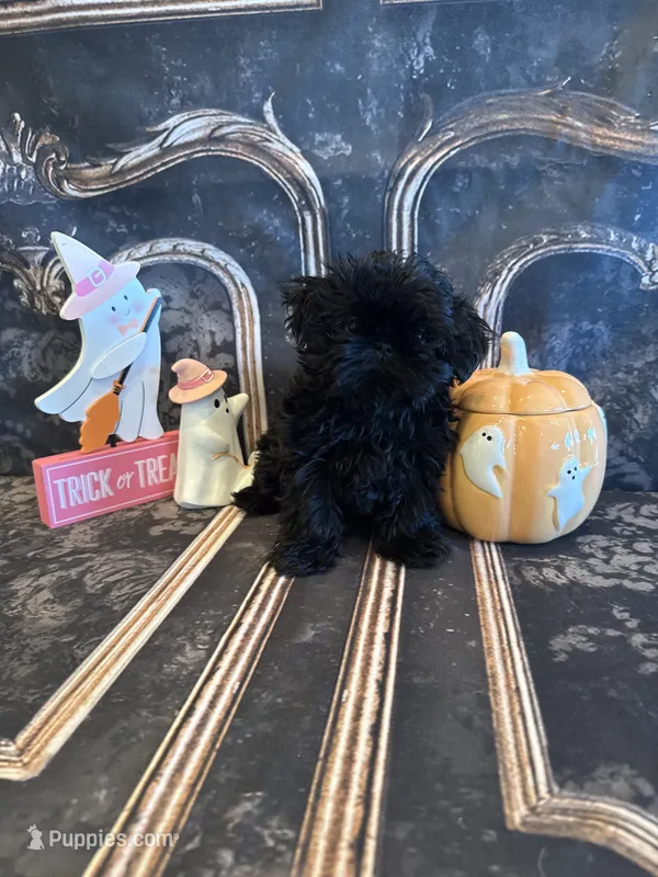 Tate – Shih Tzu puppy for sale in Success, MO