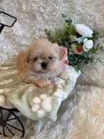 Reed, a male Shih Tzu for sale in Success, MO – 2 of 10