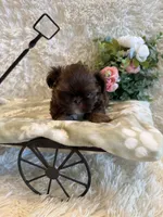 Asher, a male Shih Tzu for sale in Success, MO – 1 of 10