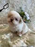 Brook, a male Shih Tzu for sale in Success, MO – 2 of 10