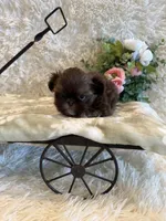 Asher, a male Shih Tzu for sale in Success, MO – 5 of 10