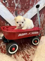 Delilah, a male Shih Tzu for sale in Success, MO – 7 of 10