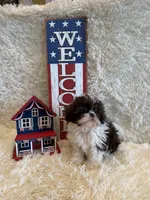 Sailor , a male Shih Tzu for sale in Success, MO – 3 of 10