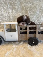 Sailor , a male Shih Tzu for sale in Success, MO – 8 of 10