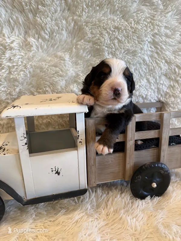 Garrett – Bernese Mountain Dog puppy for sale in Success, MO