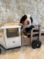 Garrett, a male Bernese Mountain Dog for sale in Success, MO – 8 of 10