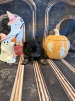 Brooklyn, a female Pomeranian for sale in Success, MO – 2 of 5