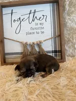 Maria , a female Shih Tzu for sale in Success, MO – 9 of 9