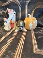 Austin, a male Pomeranian for sale in Success, MO – 6 of 6