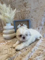 Sam, a male Shih Tzu for sale in Success, MO – 3 of 10