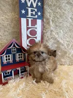 Sparrow, a male Shih Tzu for sale in Success, MO – 2 of 10