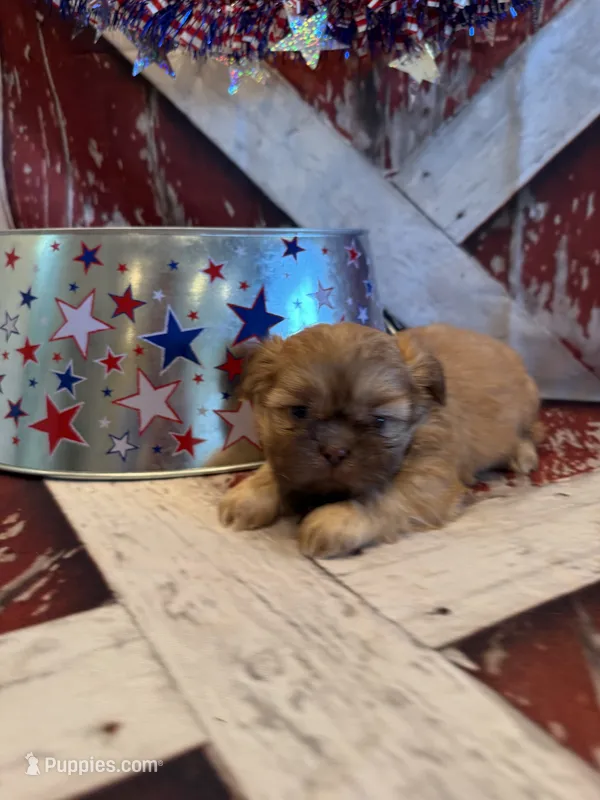 Freddie  – Shih Tzu puppy for sale in Success, MO