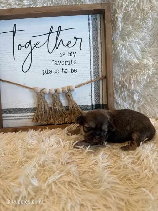 Maria  – Shih Tzu puppy for sale in Success, MO