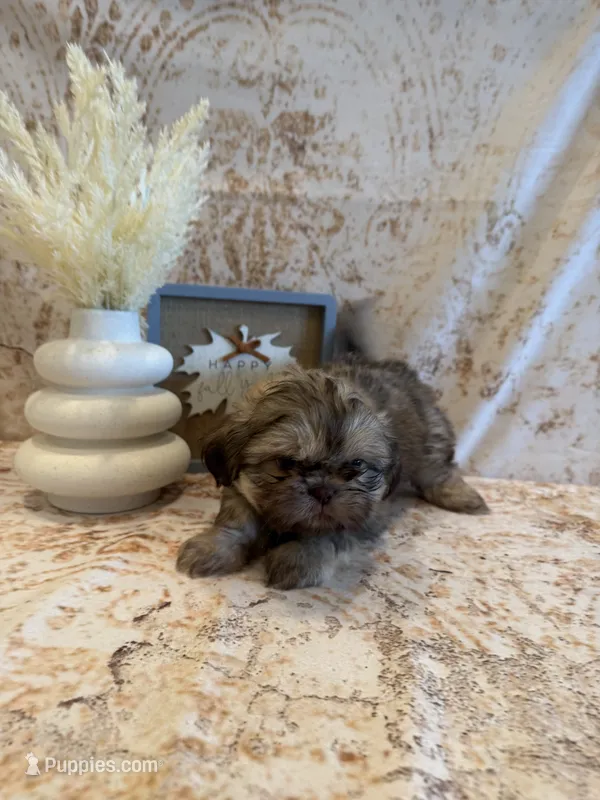 Maria  – Shih Tzu puppy for sale in Success, MO