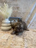 Maria , a female Shih Tzu for sale in Success, MO – 1 of 10