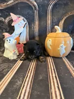 Brooklyn, a female Pomeranian for sale in Success, MO – 1 of 5
