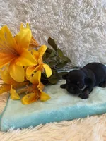 Miles, a male Shih Tzu for sale in Success, MO – 5 of 6