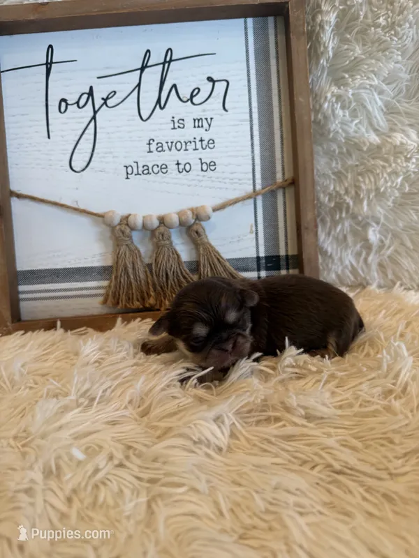 Brayden  – Shih Tzu puppy for sale in Success, MO