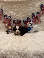 Garrett, a male Bernese Mountain Dog for sale in Success, MO – 7 of 10