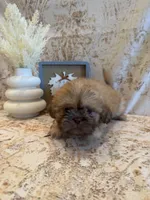 Freddie , a male Shih Tzu for sale in Success, MO – 2 of 10