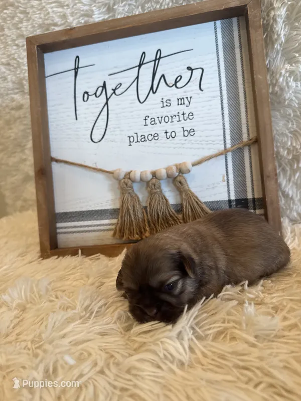 Elise  – Shih Tzu puppy for sale in Success, MO