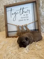Elise , a female Shih Tzu for sale in Success, MO – 1 of 7