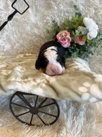 Dean, a male Bernese Mountain Dog for sale in Success, MO – 3 of 10