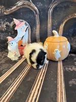 Dallas , a male Pomeranian for sale in Success, MO – 5 of 5