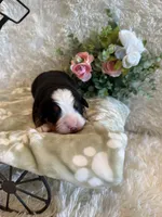 Garrett, a male Bernese Mountain Dog for sale in Success, MO – 4 of 10