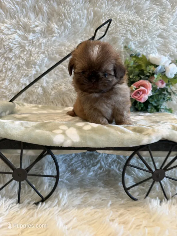 Finch – Shih Tzu puppy for sale in Success, MO